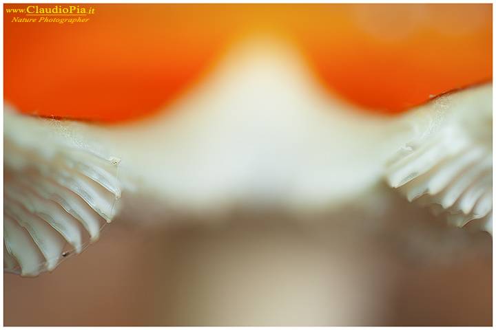 Funghi, toadstools, fungi, fungus, val d'Aveto, Nature photography, macrofotografia, fotografia naturalistica, close-up, mushrooms